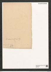 Grammatophora oceanica var. subtilissima (Bail.) (de-Toni-Nr.: Genus 93, Species 3036) Zeichnungen Sammlung Grunow (NHMW-BOT-W0374727)